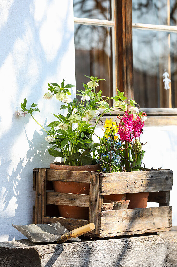 Holzkiste mit Frühlingsblumen