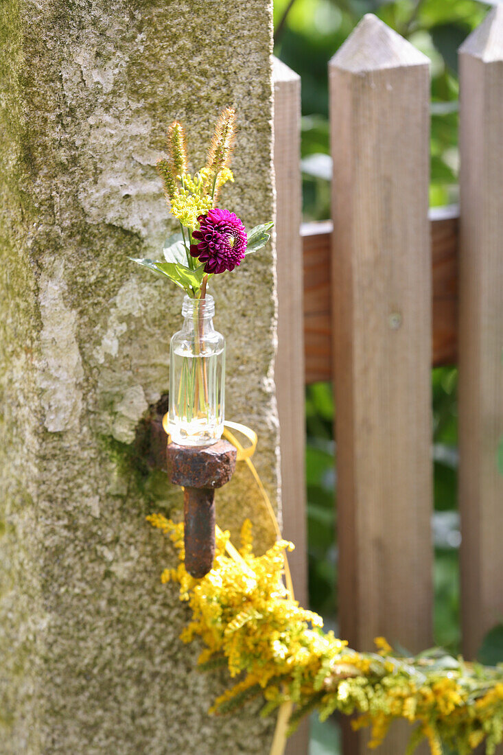 Purple pompom dahlia in a glass bottle with garland of goldenrod