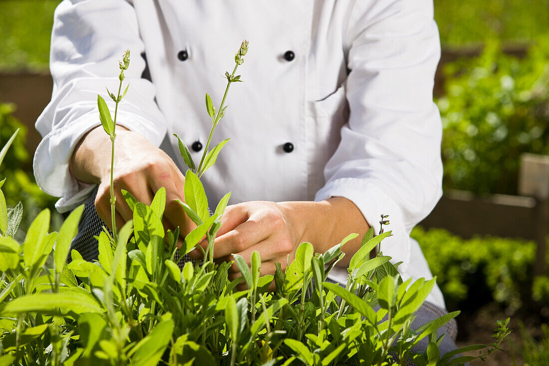 Cook pulling off herbs from plant