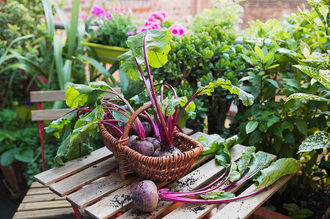 Basket of common beets harvested from balcony vegetable garden