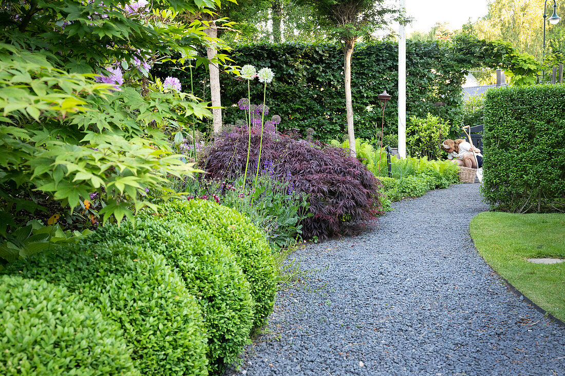 Long gravel path surrounded by Japanese maple trees, boxwoods and white allium