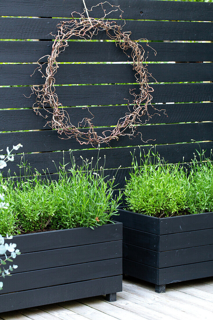 Lavender in black-painted wooden boxes, wreath of witch hazel on a black wooden privacy screen