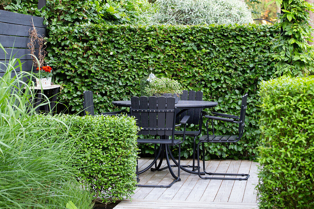 Black furniture on the terrace, surrounded by beech and privet hedges of varying heights