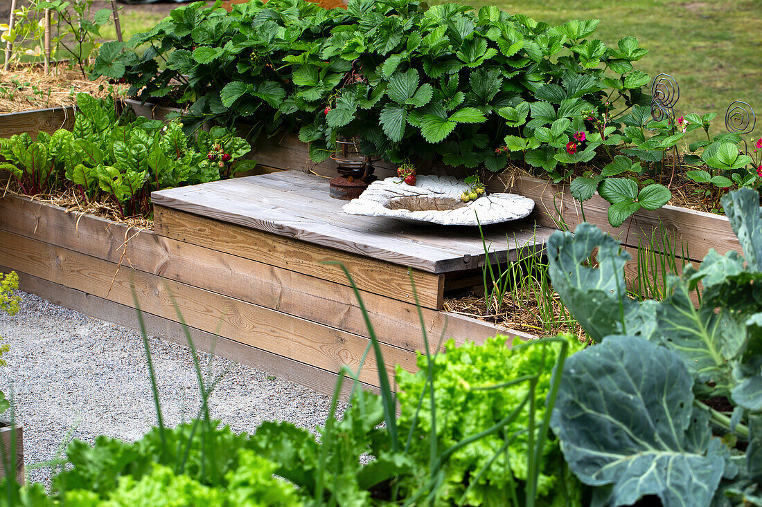Hochbeete mit Gemüse und mit Erdbeeren, dazwischen Sitzbank