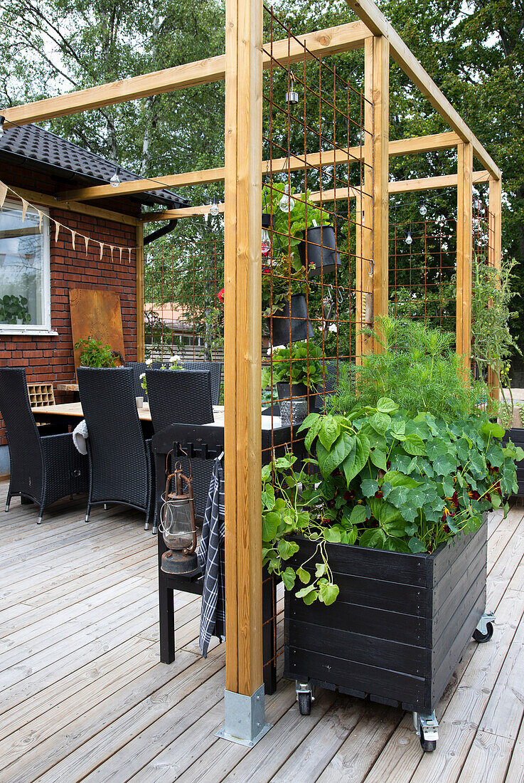 Black lacquered, mobile raised bed on wooden terrace with pergola
