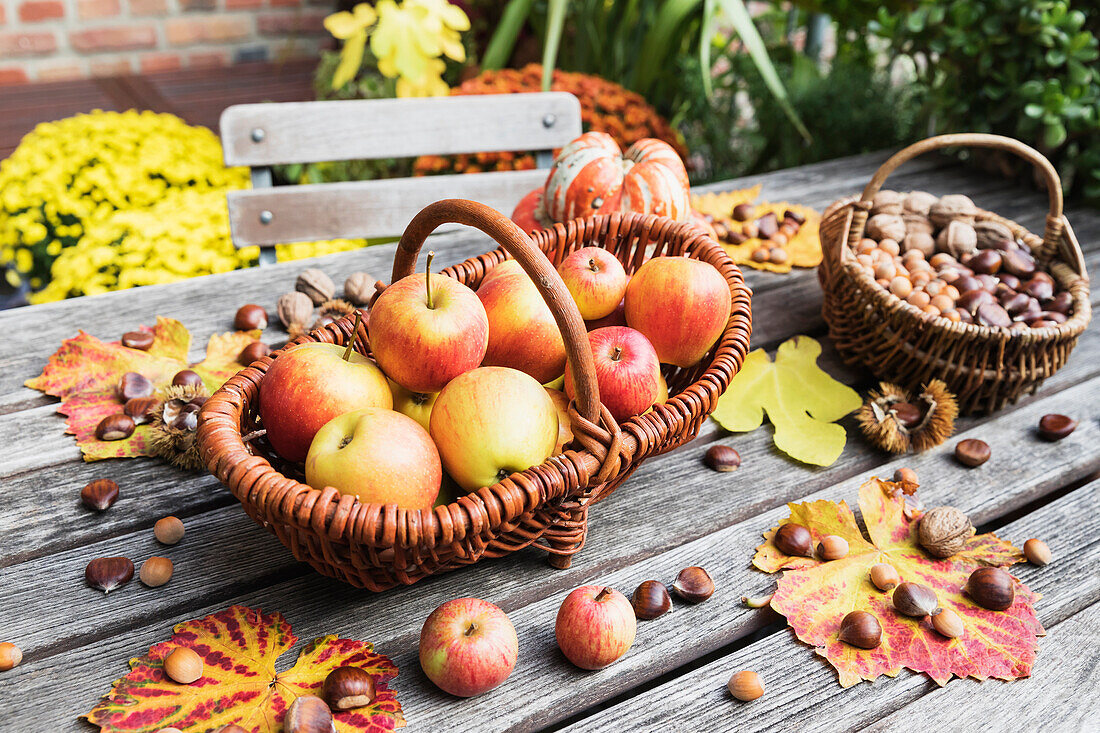 Autumn harvest on garden table: apples, nuts and chestnuts in baskets and edible pumpkin