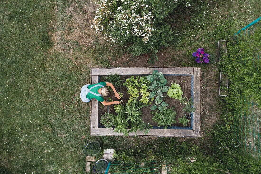 Luftaufnahme einer erwachsenen Frau, die im Hochbeet im Hof pflanzt