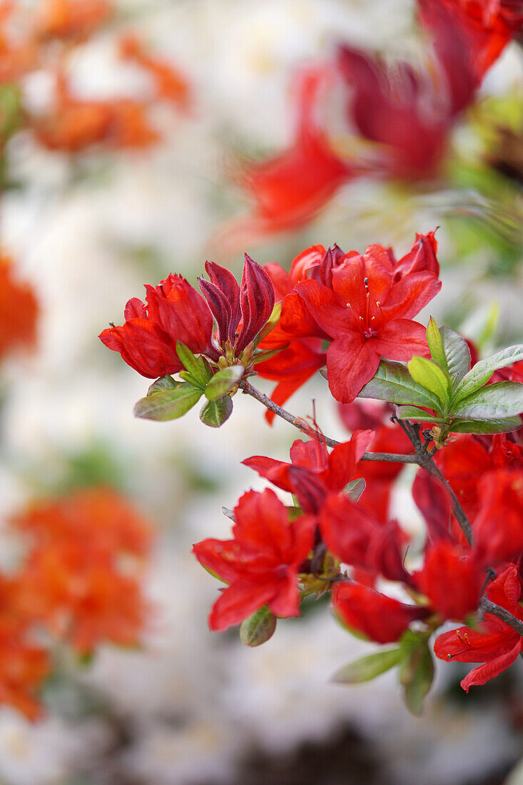 Azalee mit roten Blüten