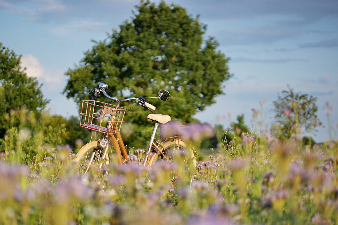 Fahrrad im Blumenfeld
