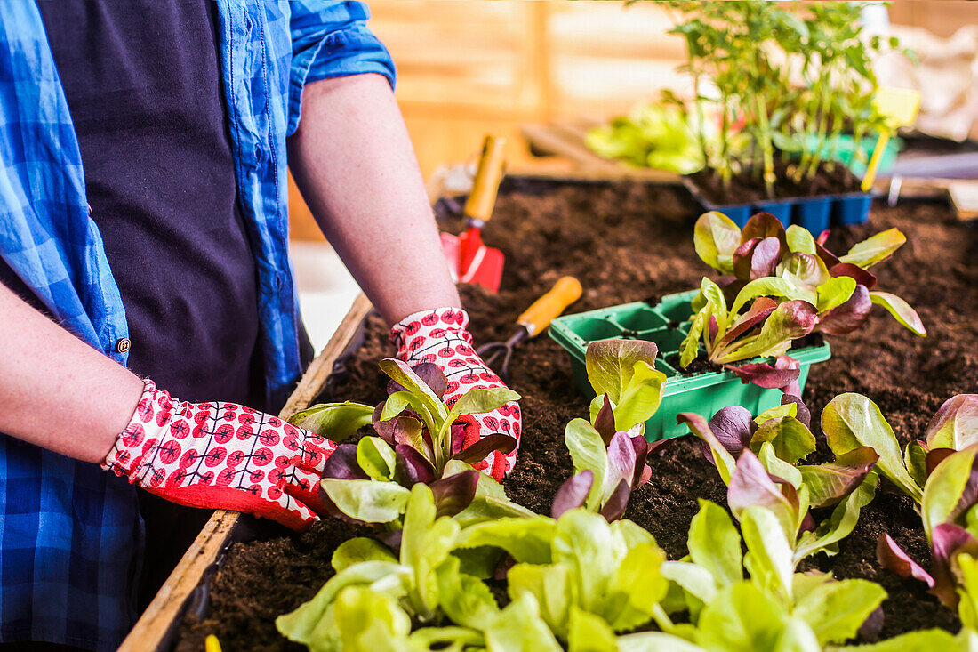 Junger Mann pflanzt Eichblattsalat-Setzlinge in seinem städtischen Garten