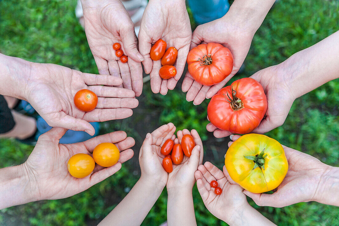 Hände von fünf Personen, die verschiedene Tomatensorten halten