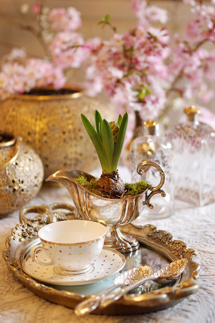 Silbertablett mit Tasse und Hyazinthe in Sauciere, im Hintergrund Kirschblüten