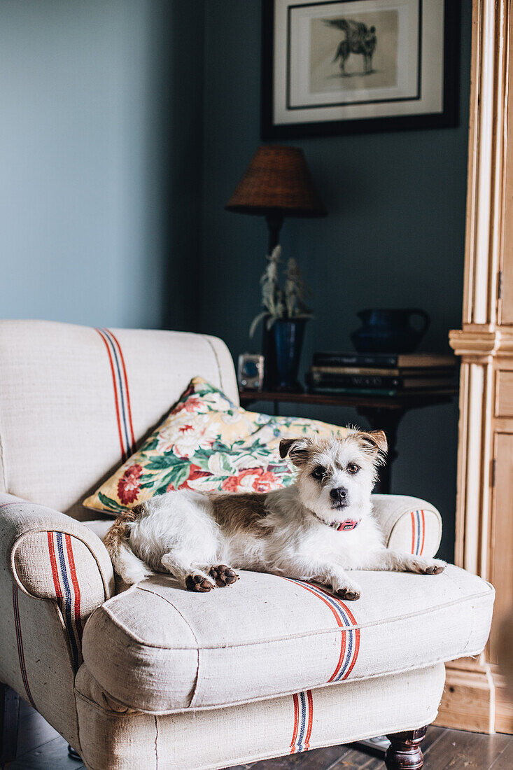 Dog and cushion on light armchair