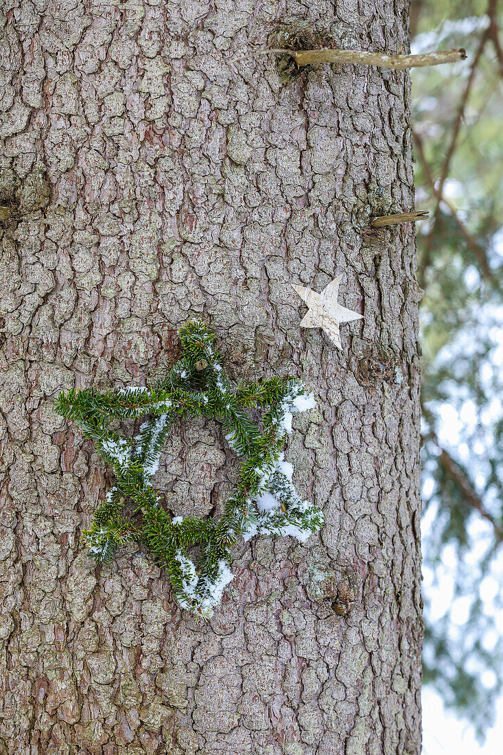 Star made of conifer twigs on a tree trunk