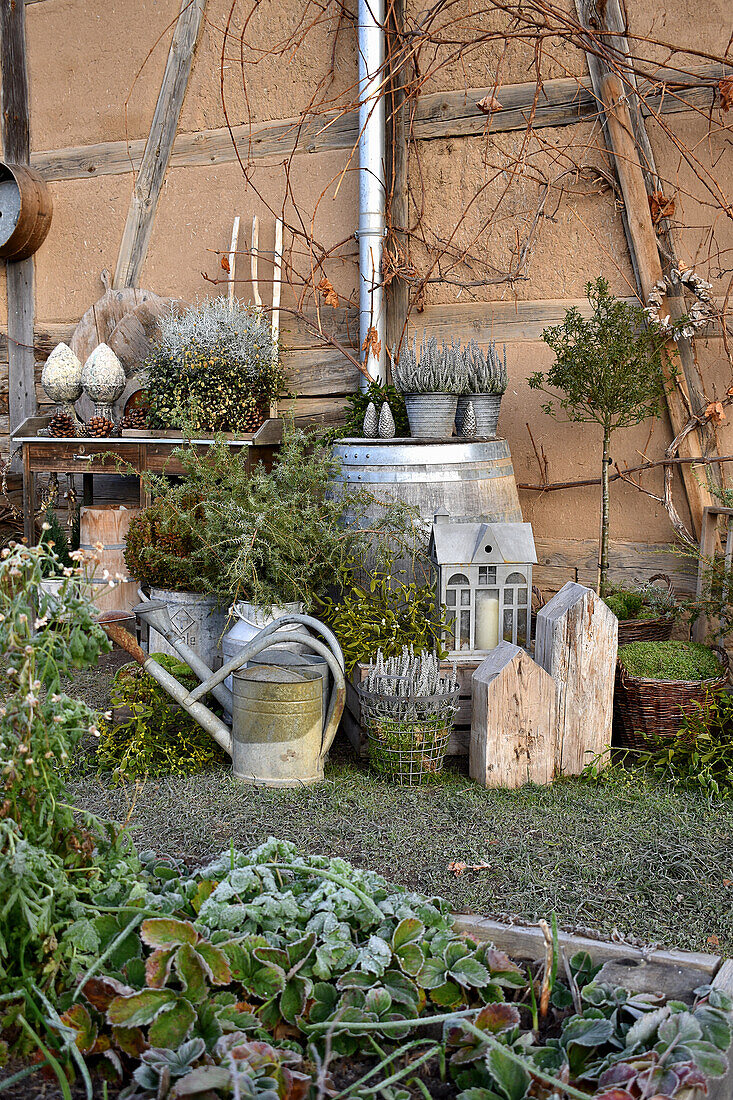 Arrangement of zinc pots, mistletoe and heather in winter garden