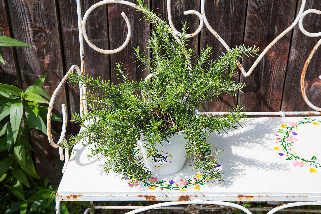 Rosemary plant in decorative pot on painted garden bench