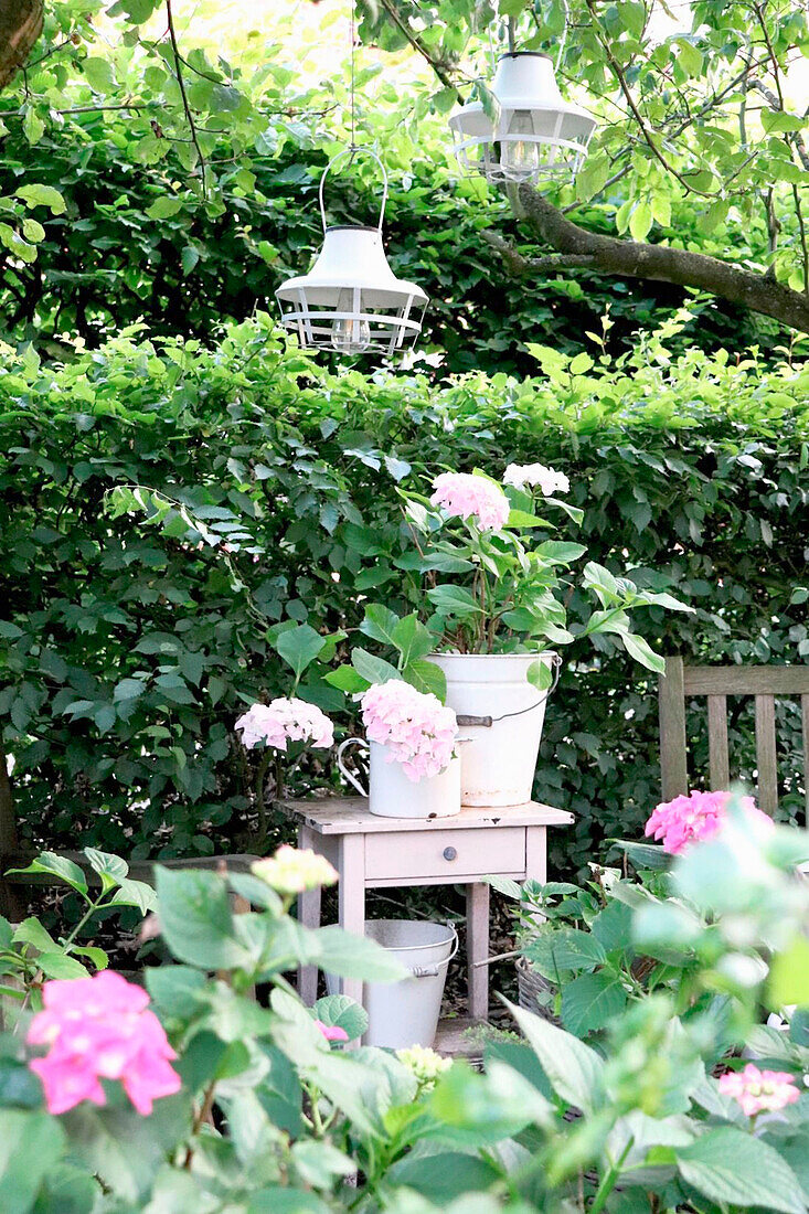 Holztischchen mit rosa Hortensien (Hydrangea) im sommerlichen Garten