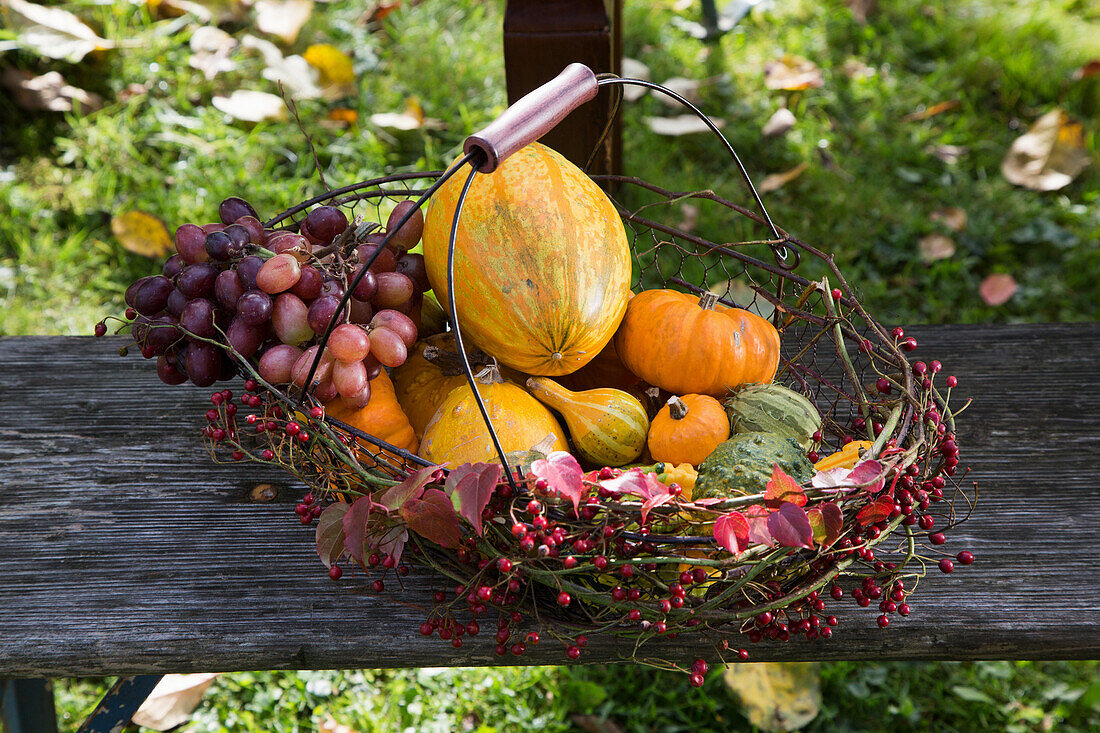 Autumnal harvest basket with pumpkins and grapes on a wooden bench in the garden