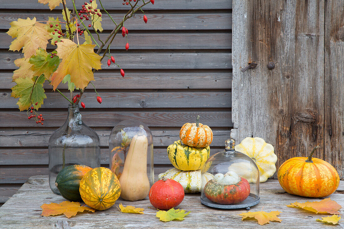 Herbstliche Kürbisauswahl vor Holzhintergrund mit Ahornblättern und Hagebutten