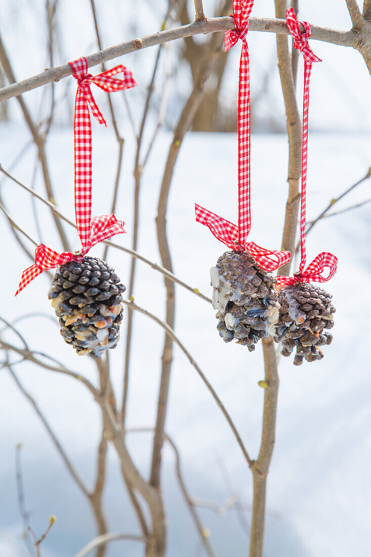 Cones with red bows and birdseed as winter decorations in the garden