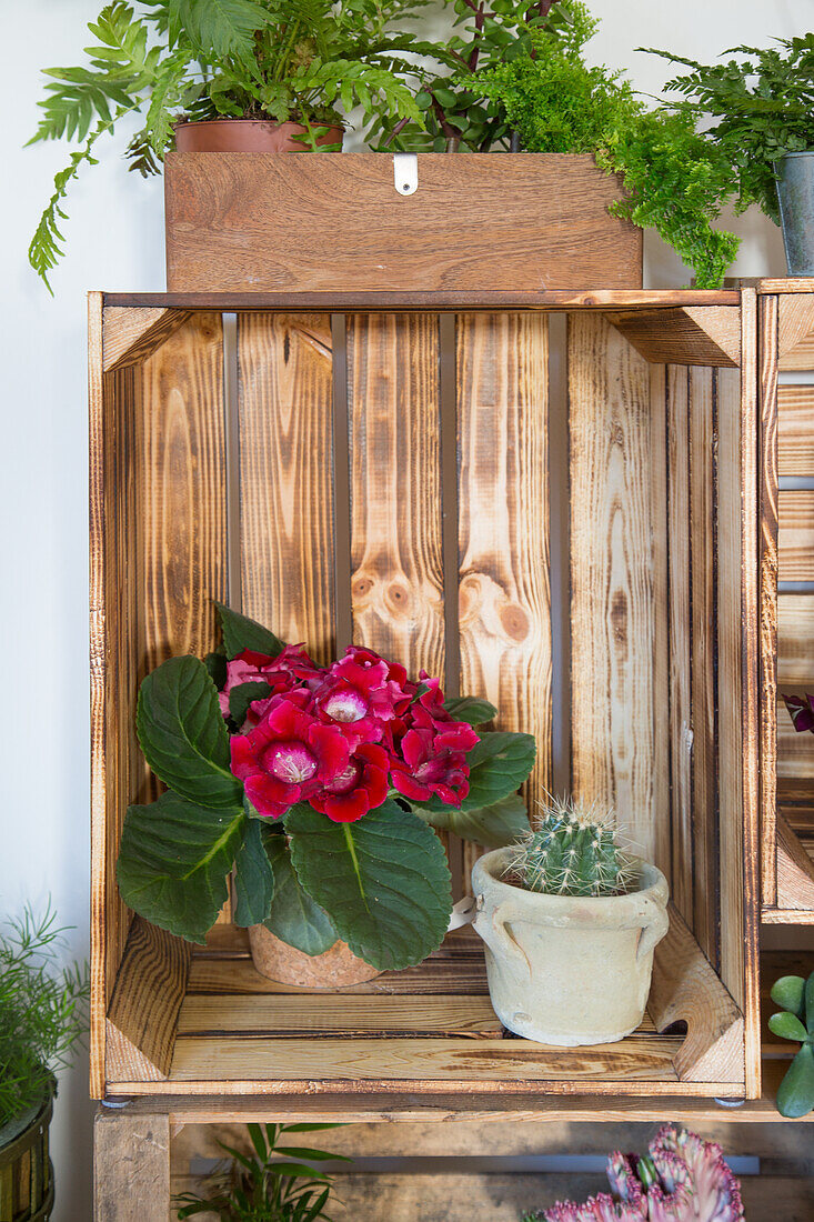 Houseplants and cactus on a DIY shelf made from wooden crates