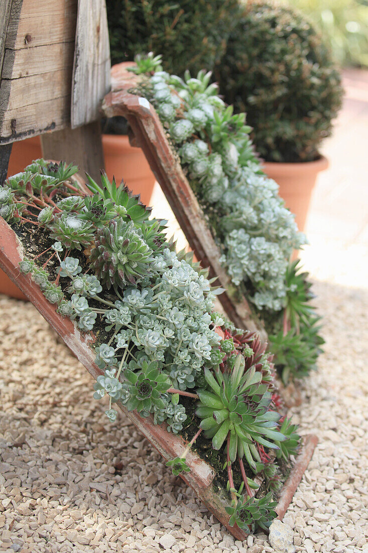Succulents planted in roof tiles
