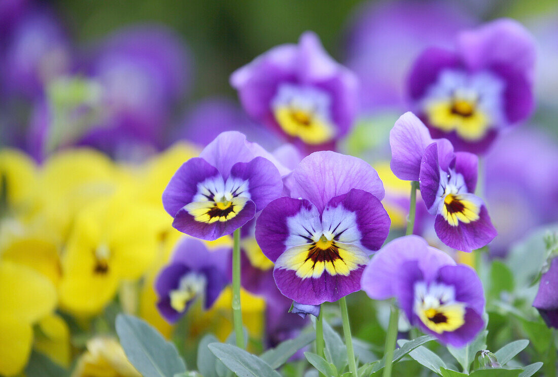 Purple and yellow violas