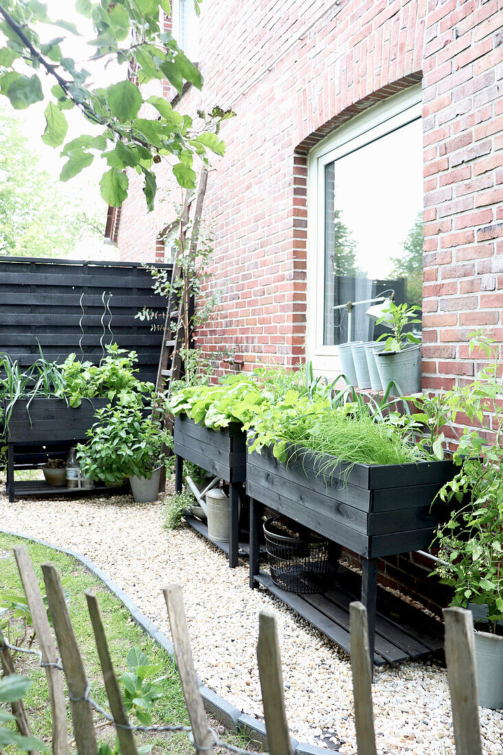 Raised beds with herbs and vegetables on a red brick wall in the garden