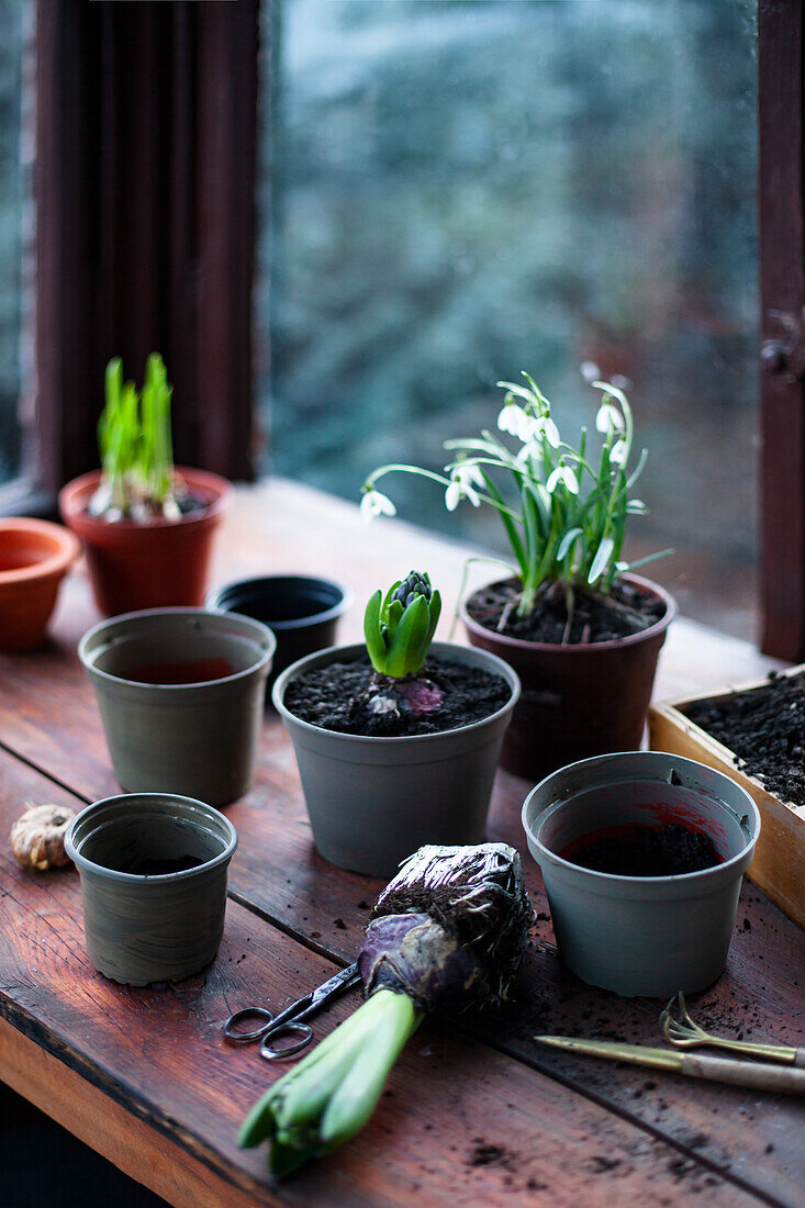 Flowering snowdrops and other early bloomers in pots on a wooden table