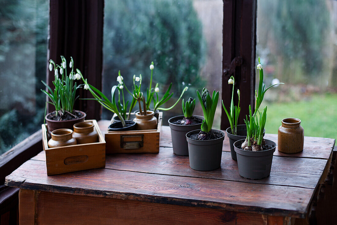 Schneeglöckchen (Galanthus) und Hyazinthen (Hyacinthus) auf einem Holztisch