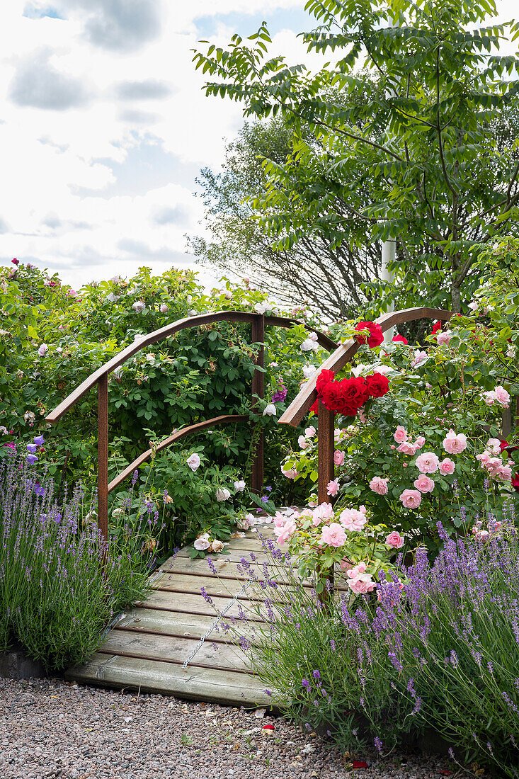 Holzbrücke umgeben von blühenden Rosen und Stauden