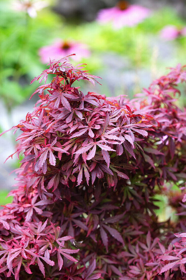 Rotblättriger Fächerahorn (Acer palmatum) im Garten