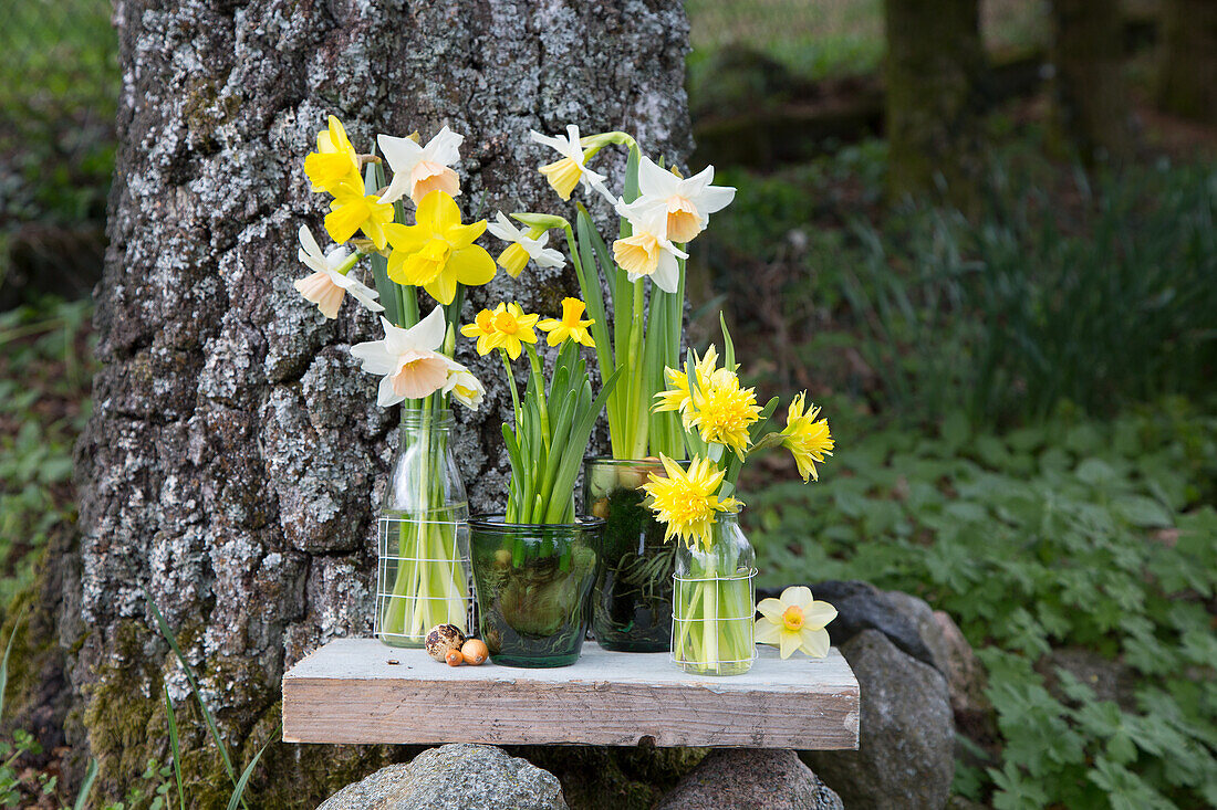 Daffodils in vases on a wooden board in the garden