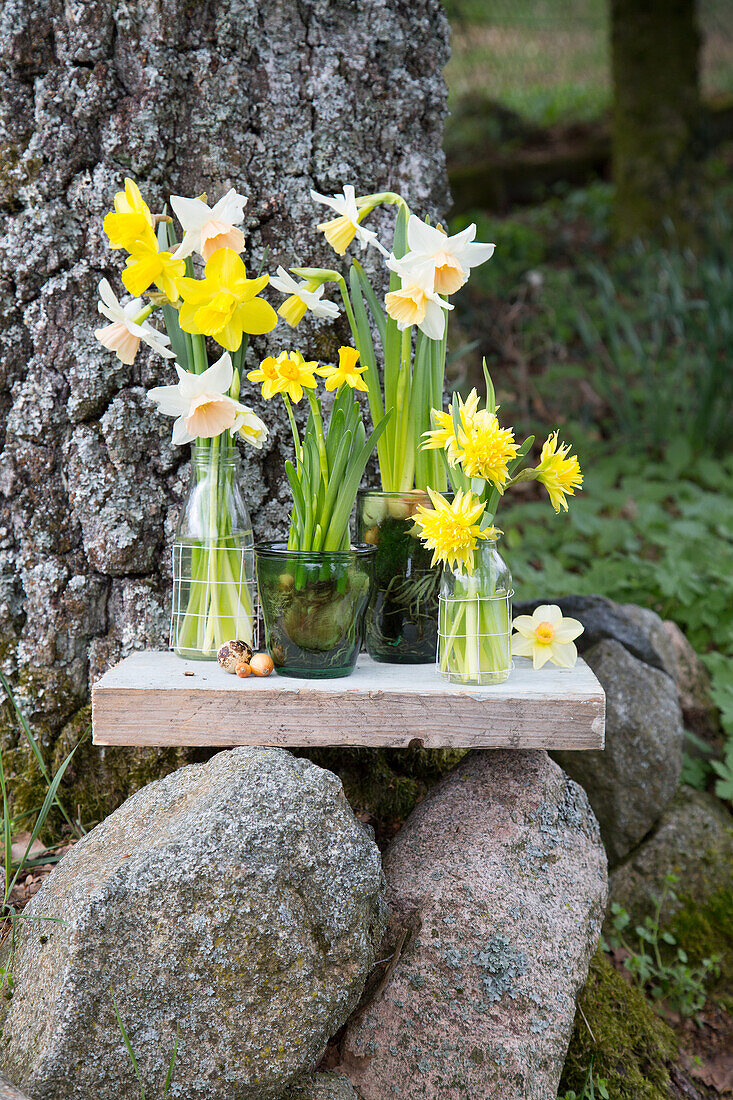 Narzissen in verschiedenen Vasen auf Holzbrett im Garten