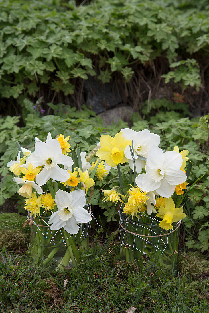 Daffodils in wire baskets in front of green plants in the garden