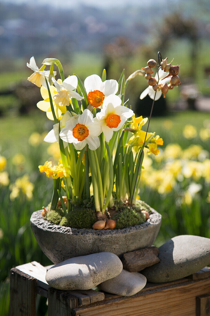 Daffodils in a stone pot in spring