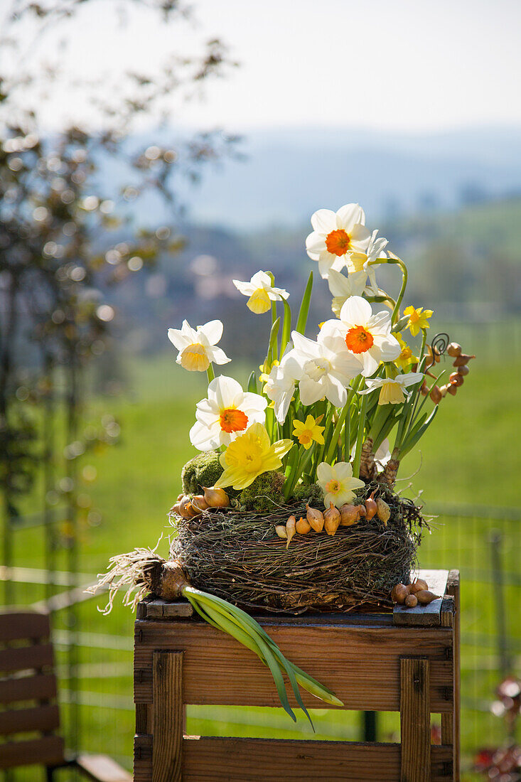 Daffodils in a nest, with landscape view