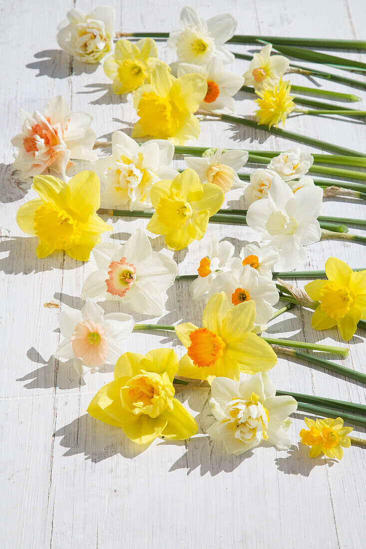 Various daffodils on a white wooden background