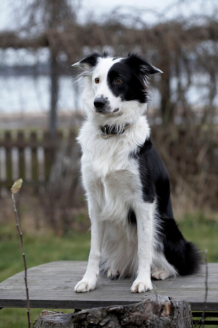 Black and white dog sits on garden table