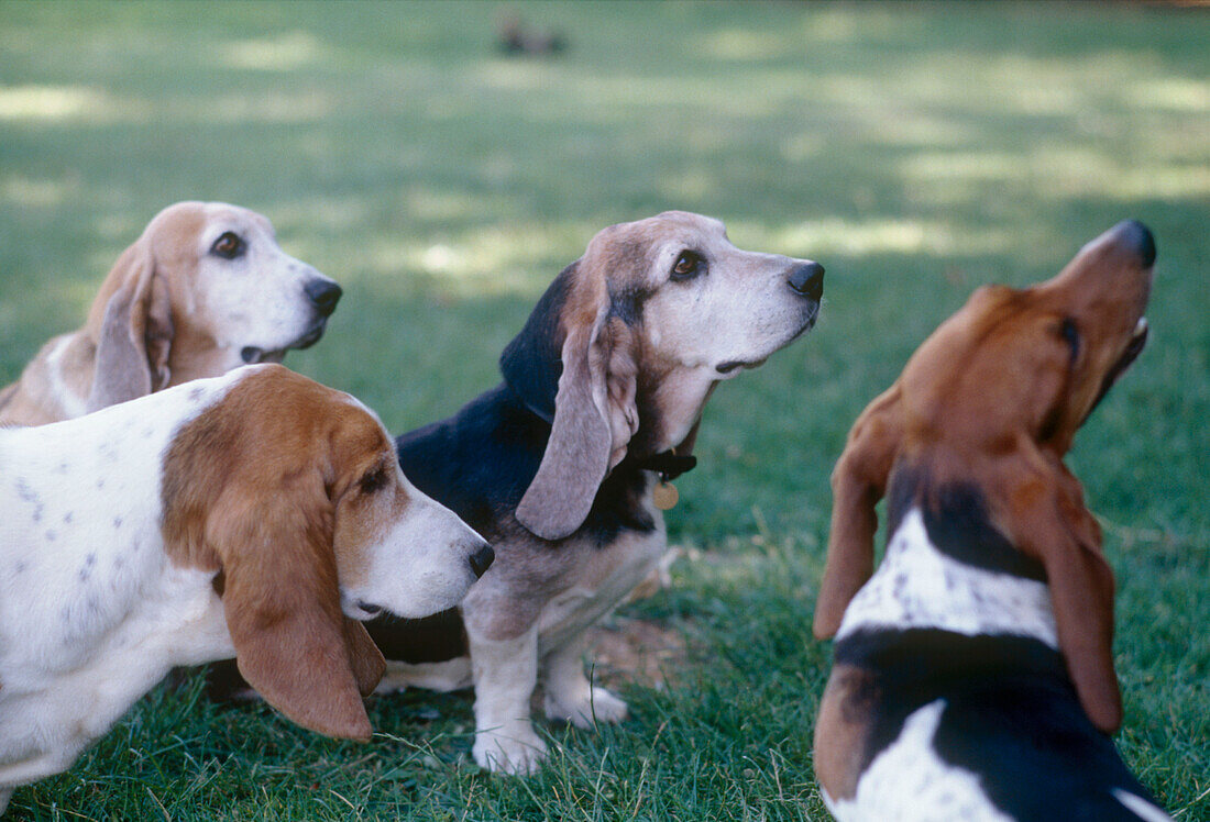 Four hound dogs on the grass