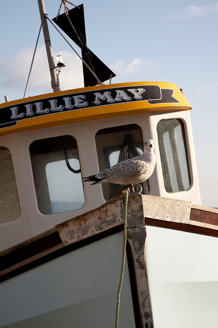 Möwe sitzt auf einem Fischerboot in Devon