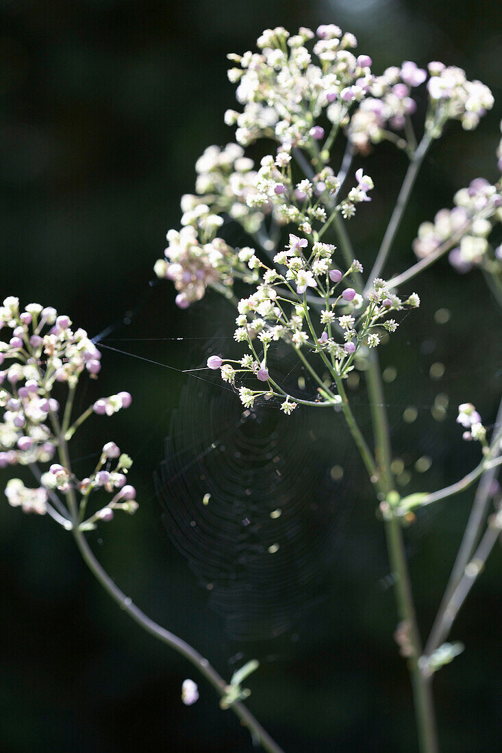 Weiße Blumen und Spinnweben