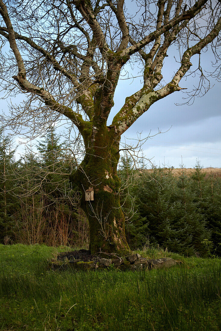 Moosbewachsener Baum im Winter mit Vogelhäuschen auf einer Lichtung