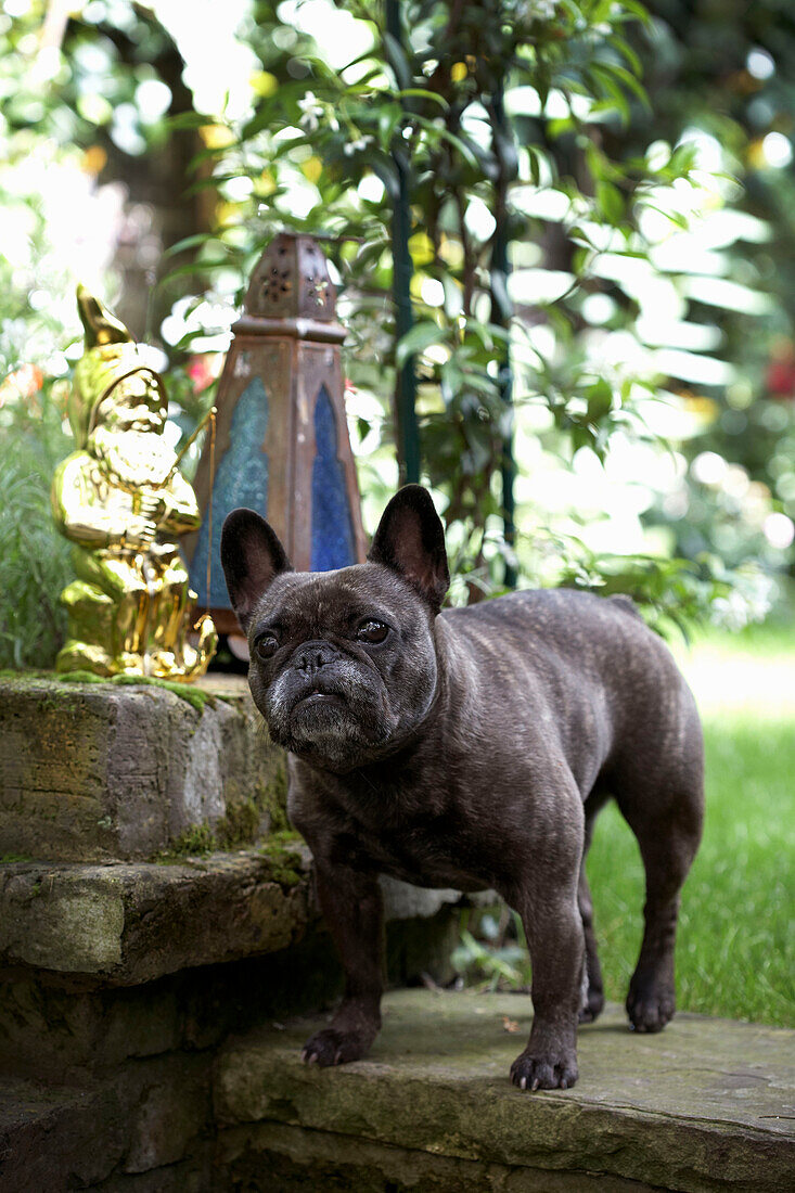 Hund steht auf Steintreppe dahinter goldener Gartenzwerg und Laterne