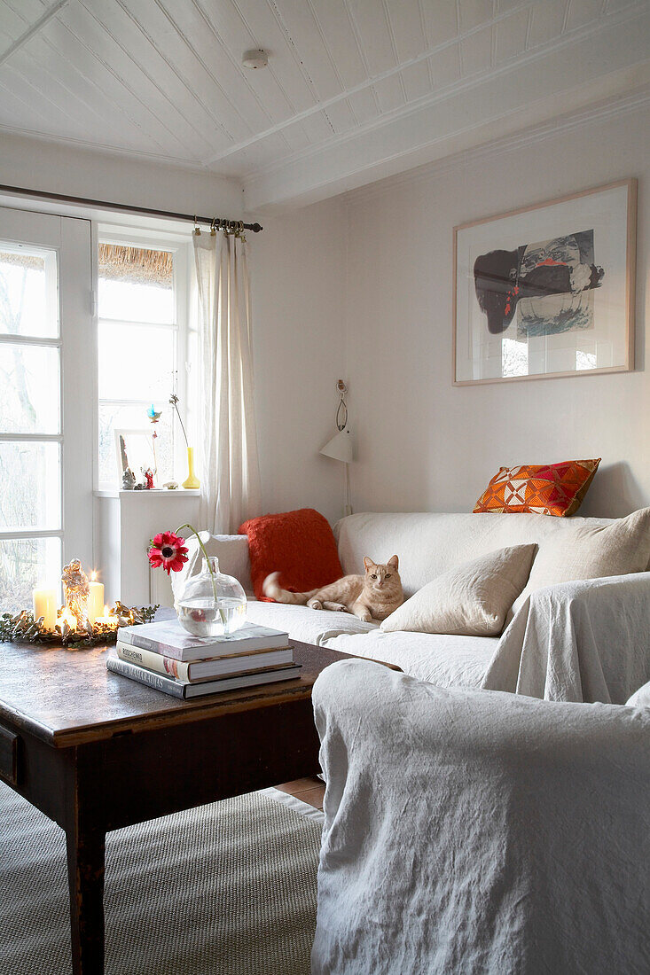 White living room with loose covered sofas and ginger cat with a splash of colour from cushions and throw