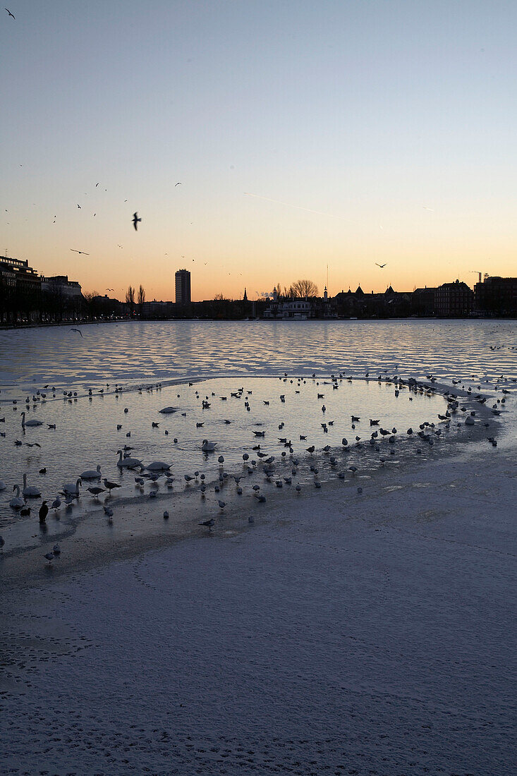 Vögel am Flussufer in der Abenddämmerung