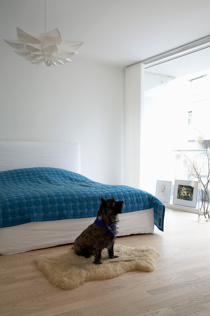 Kleiner Hund sitzt auf dem Bett in einem modernen Schlafzimmer