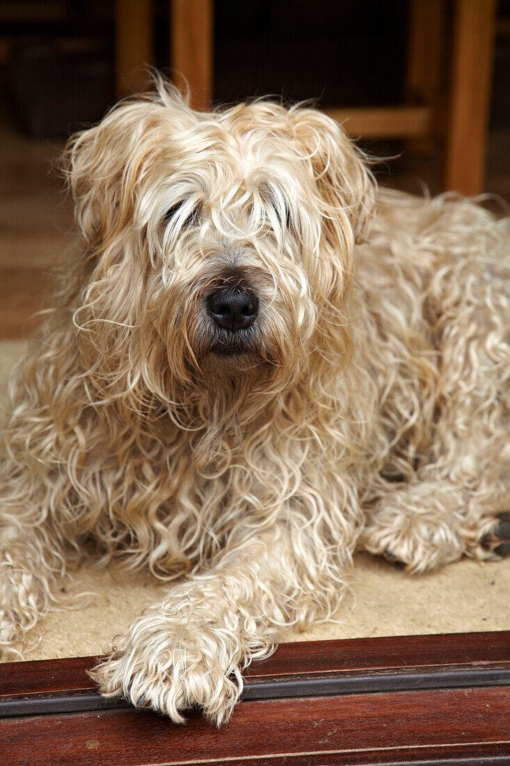 Zotteliger Hund in einem Haus in West Sussex, England, UK