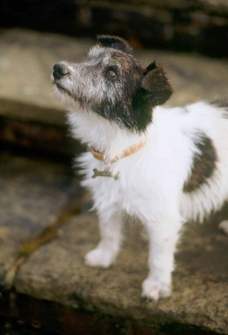Detail of a small dog looking up