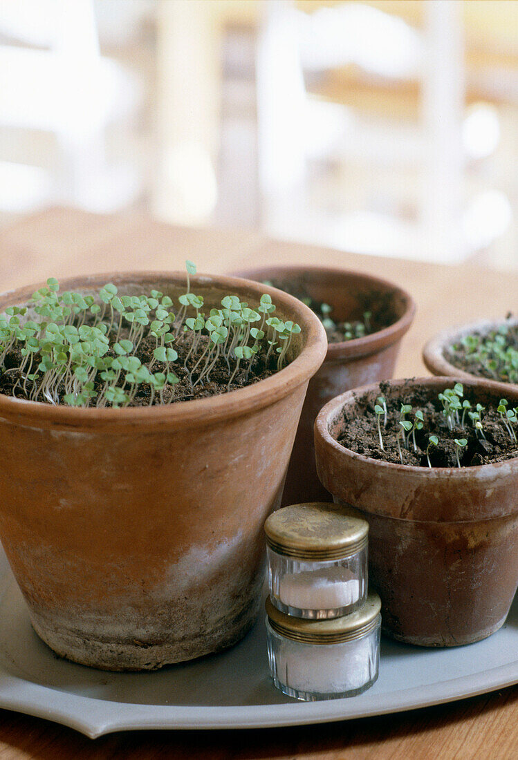 Close up of several pots of cress and jars on a blue tray